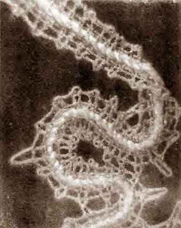 Коклюшки. Скань