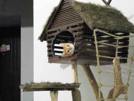 Дом для кота