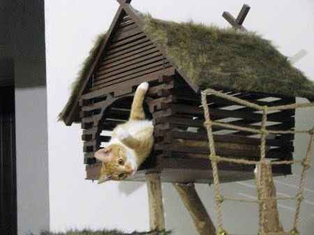 Дом для кота