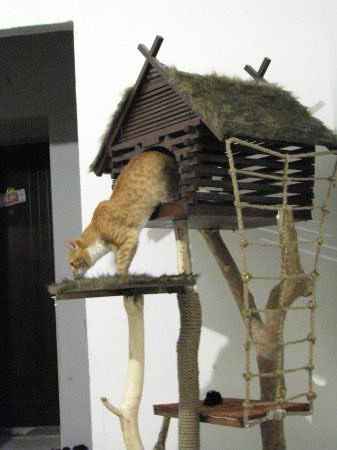 Дом для кота