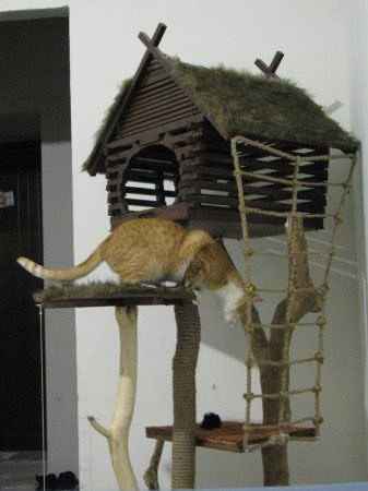 Дом для кота