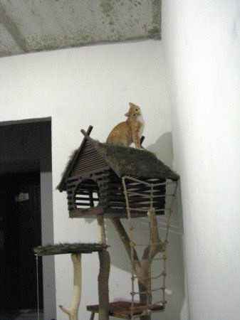 Дом для кота