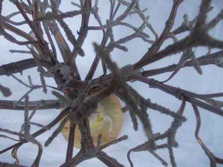 Мастер-класс. Деревья из морских ракушек -2