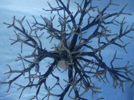 Мастер-класс. Деревья из морских ракушек -2