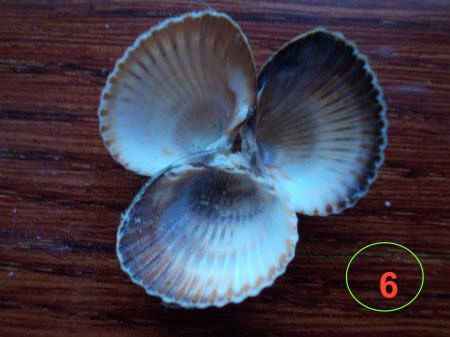 изделия из морских ракушек часть 2