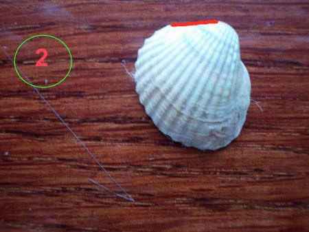 изделия из морских ракушек часть 2