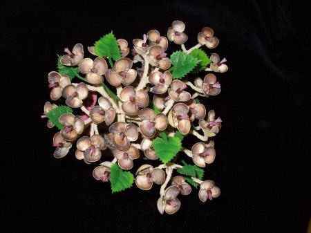 Мастер-класс. Деревья из морских ракушек.