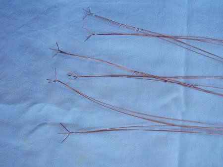 Мастер-класс. Деревья из морских ракушек.