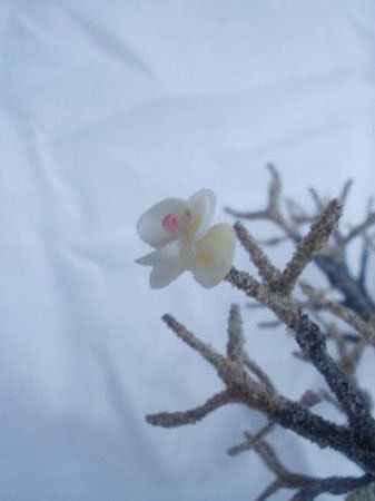 Мастер-класс деревья из морских ракушек, окончание